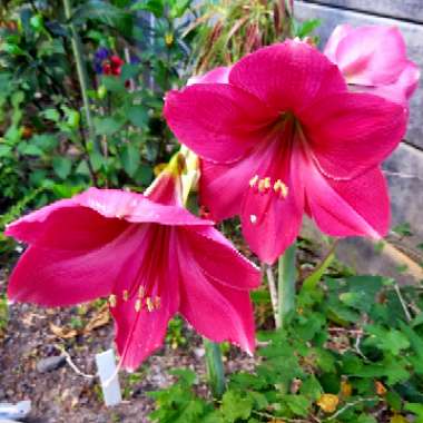 Hippeastrum 'The Bellinger'