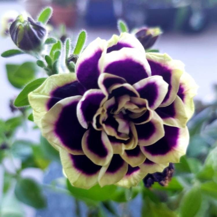 Plant image Petunia 'Midnight Gold'