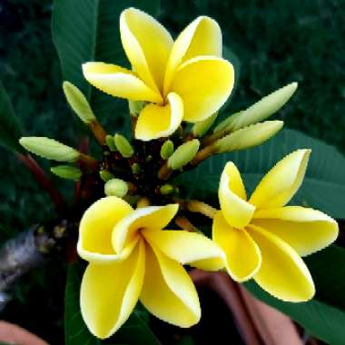 Frangipani 'Darwin Yellow'