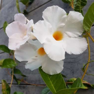 Mandevilla Sanderi 'Snowstorm'