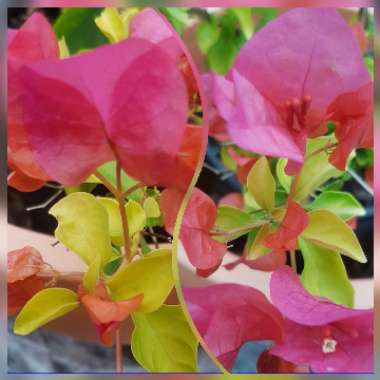 Bougainvillea Red Dragon™ 'Summer'