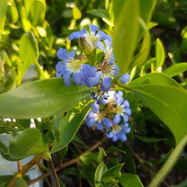 Scaevola calendulacea