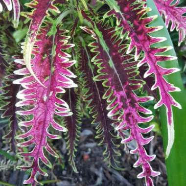 Solenostemon scutellarioides 'Bone Fish' (Under The Sea Series)