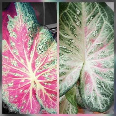 Caladium