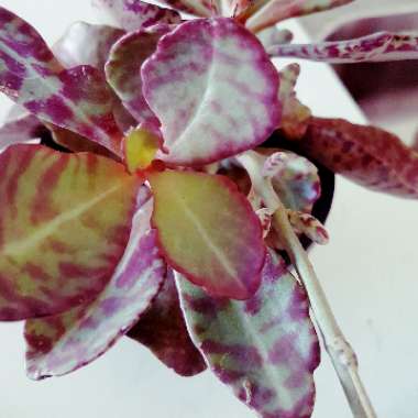 Kalanchoe 'Marmorata'