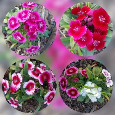 Dianthus chinensis