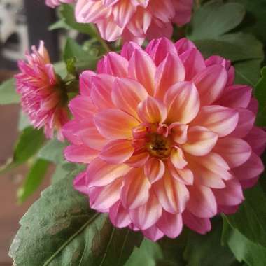 Dahlia 'Dahlinova Hypnotica Tequila Sunrise' (Dahlinova Hypnotica Series)