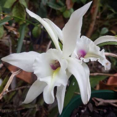 Laelia Anceps