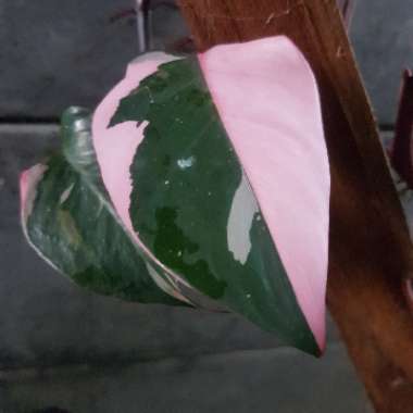 Philodendron 'Pink Princess' syn. Philodendron erubescens 'Pink Princess'