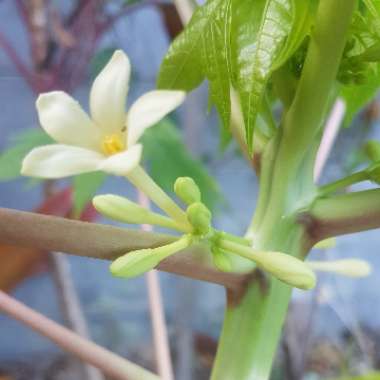 Carica papaya