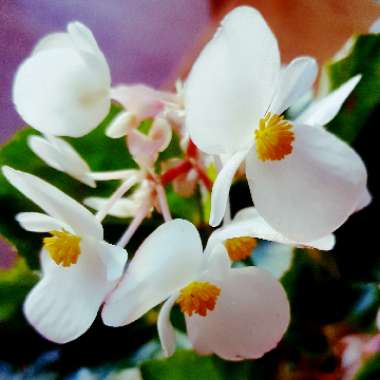 Begonia x hybrida Dragon Wing 'White'