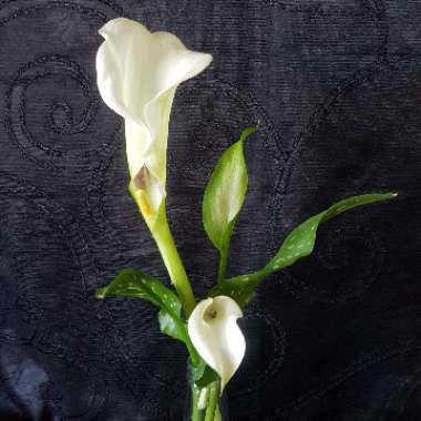 Zantedeschia albomaculata