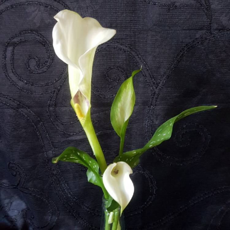 Plant image Zantedeschia albomaculata