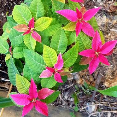 Euphorbia pulcherrima