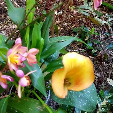 Spathoglottis Plicata Orchid