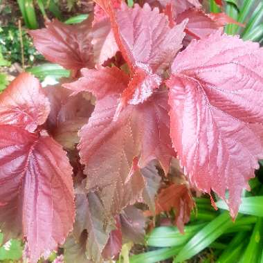 Acalypha wilkesiana 'Raggedy Ann'