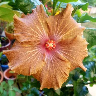 Hibiscus rosa-sinensis