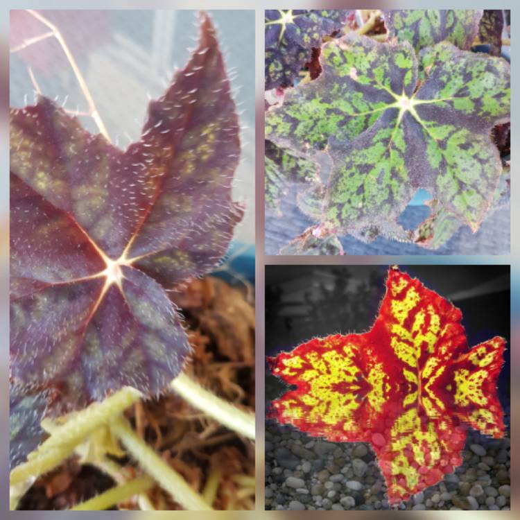 Plant image Begonia 'Forest Beauty'