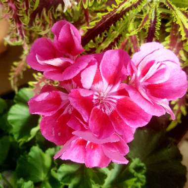 Pelargonium