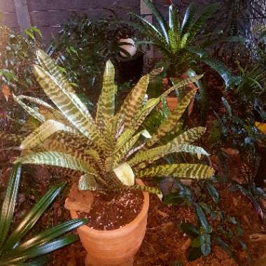 Vriesea fosteriana 'Red Chestnut'