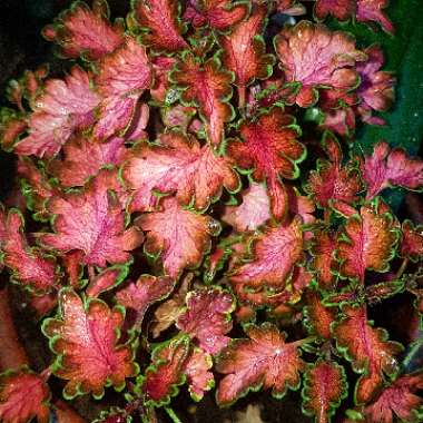 Plectranthus scutellarioides 'Coral Ruffles'