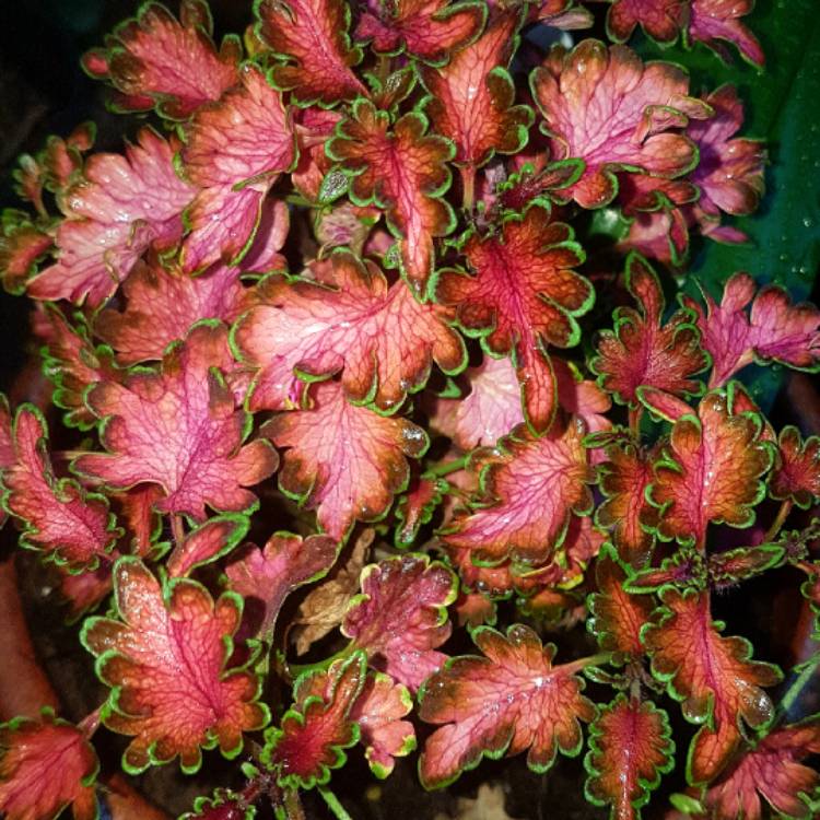 Plant image Plectranthus scutellarioides 'Coral Ruffles'