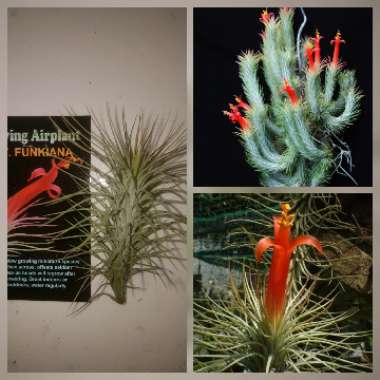 Tillandsia funckiana