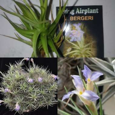 Tillandsia bergeri