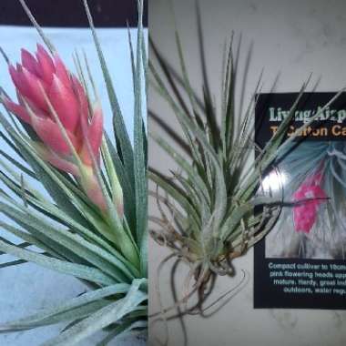 Tillandsia 'Cotton Candy'