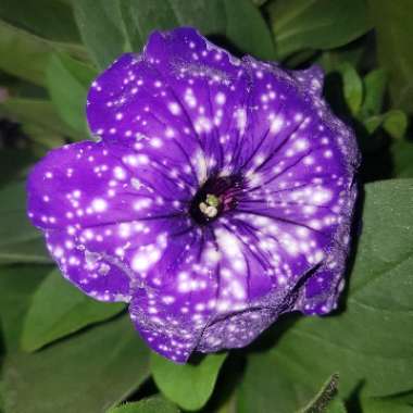 Petunia 'Kleph15313' syn. Petunia 'Night Sky', Petunia 'Headliner Night Sky'