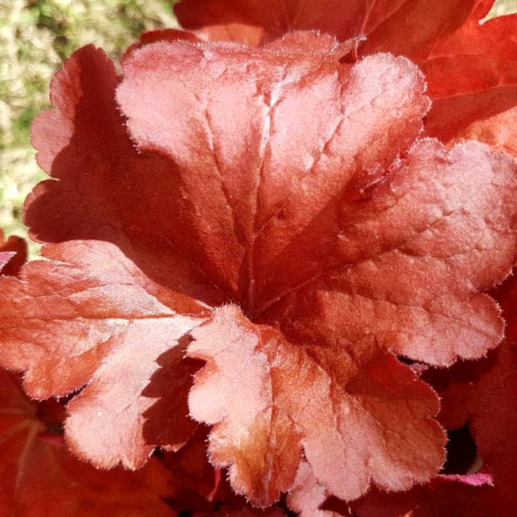 Plant image Heuchera 'Fire Alarm'