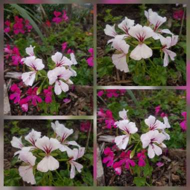 Pelargonium peltatum