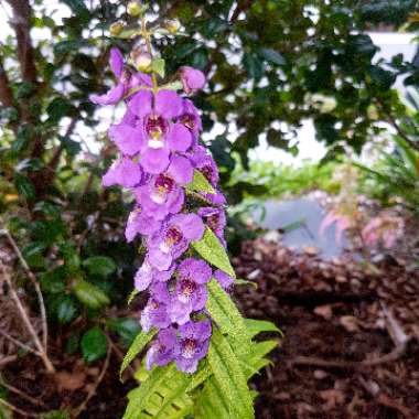 Angelonia Angustifolia