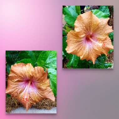 Hibiscus rosa-sinensis