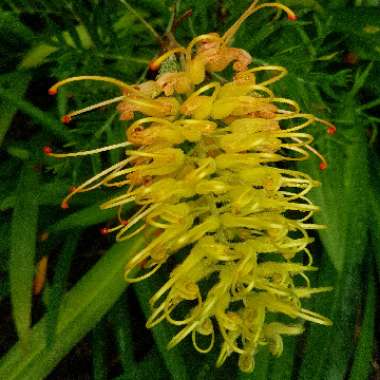 Grevillea 'Peaches and Cream'