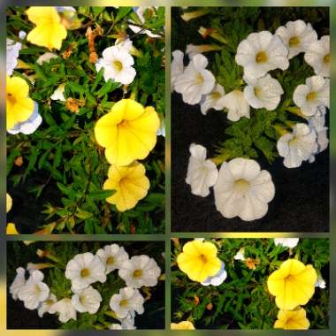 Calibrachoa 'Superbells®'