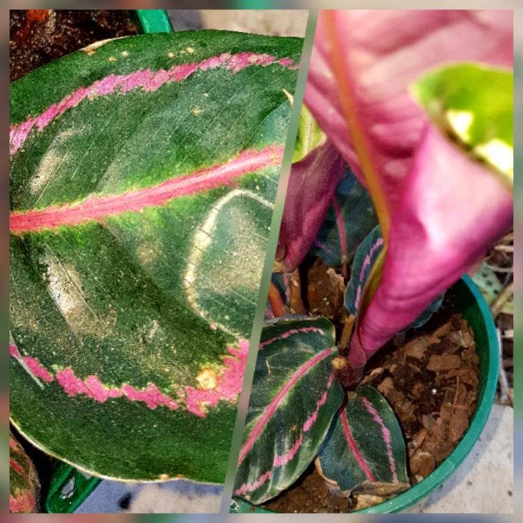 Plant image Calathea roseopicta 'Dottie'