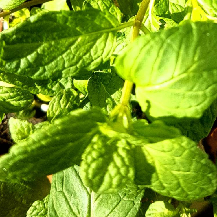 Plant image Mentha spicata