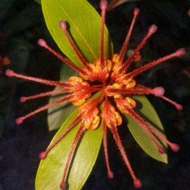 Grevillea 'Orange Marmalade'