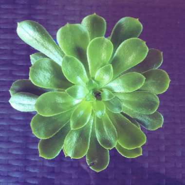 Aeonium Arboreum Green Rose