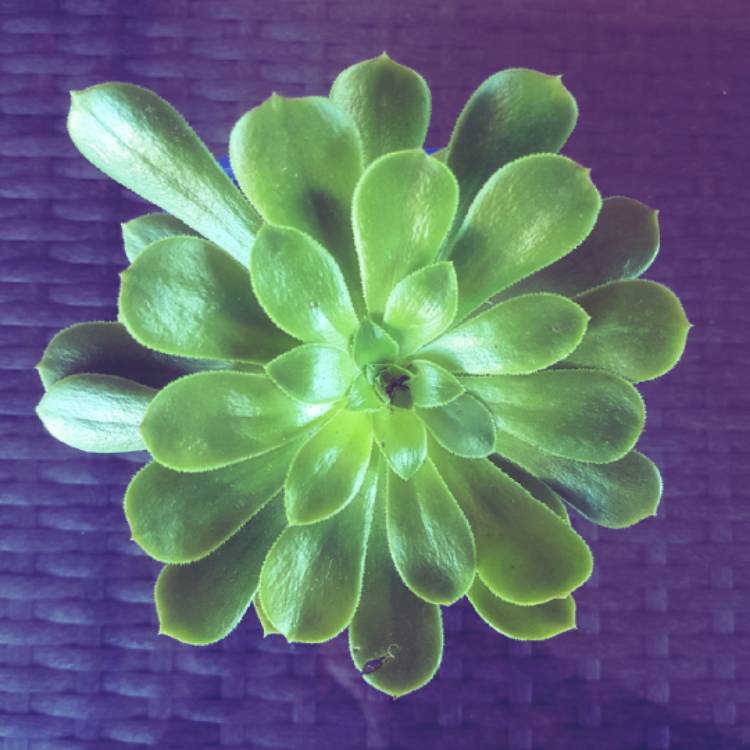 Plant image Aeonium Arboreum Green Rose