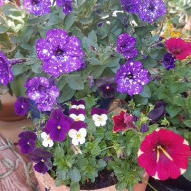 Petunia 'Kleph15313' syn. Petunia 'Night Sky', Petunia 'Headliner Night Sky'