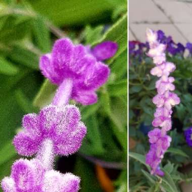 Salvia leucantha