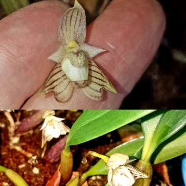 Bulbophyllum 'Ambrosia'