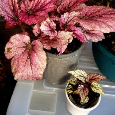 Begonia (Rex Cultorum Group) 'Indian Summer' syn. Begonia rex 'Indian Summer'