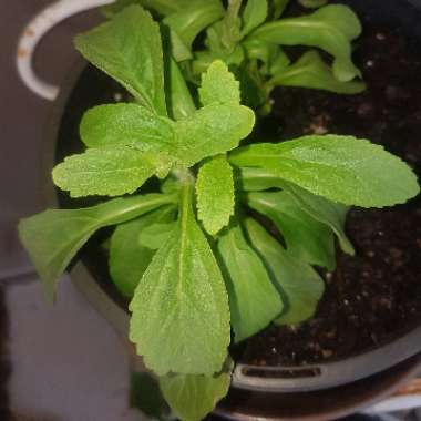 Stevia rebaudiana