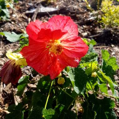 Abutilon 'Bella Red'