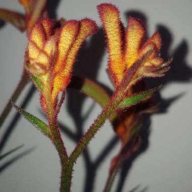 Anigozanthos  'Bush Blitz'  Syn: Anigozanhos 'Ramboblitz,