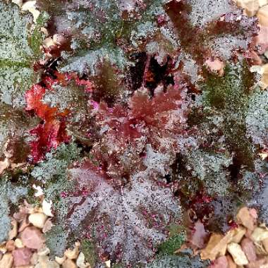 Heuchera 'Black Taffeta'