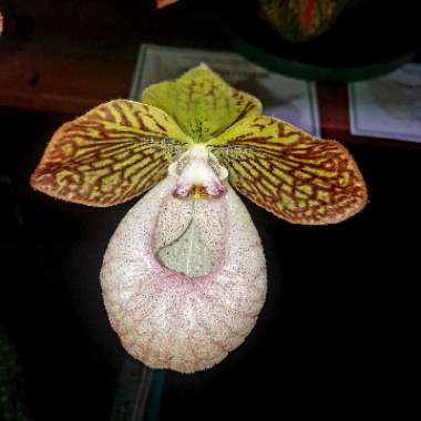 Paphiopedilum